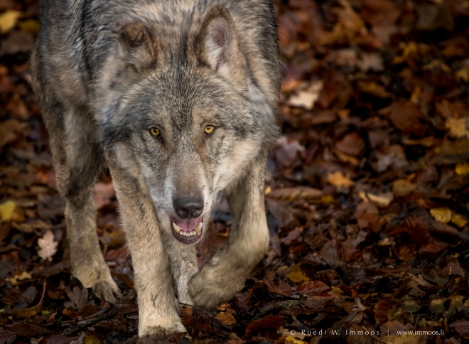 Tierpark-Langenberg--Wolf-schleichend-Kopf-vorne-unten-breit-_DSC7282-Signet-web